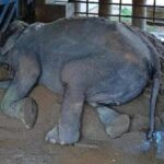 勞碌80年！泰國「大象奶奶」終獲救援　近況曝光