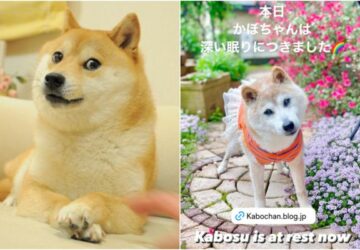 全球迷因柴犬「doge」18歲高齡辭世　狗狗幣應聲下挫