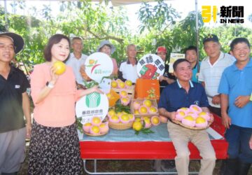 嘉縣番路鄉農會夏季首批黃金果亮相果肉q彈帶勁