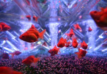 從東京到台北！金魚藝術展首次璀璨登台