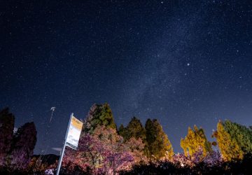 春季浪漫櫻花盛宴即將來襲　福壽山農場千櫻園2月開跑