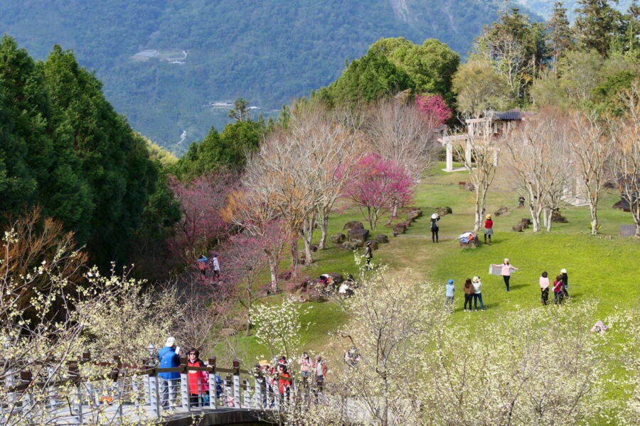 嘉義梅山秘境「寒溪呢」春櫻盛開白紅爭艷　遊客巧遇周子瑜直呼太幸運