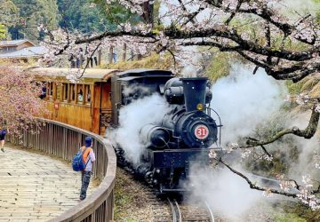 阿里山百年蒸汽賞櫻列車2／25開放訂票　感受鐵道山林古典魅力