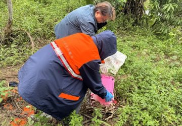 新北登革熱現本土病例　市府啟動區塊防治加強孳清