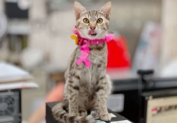 守護毛寶貝健康　新北動保犬貓絕育補助延長至11月