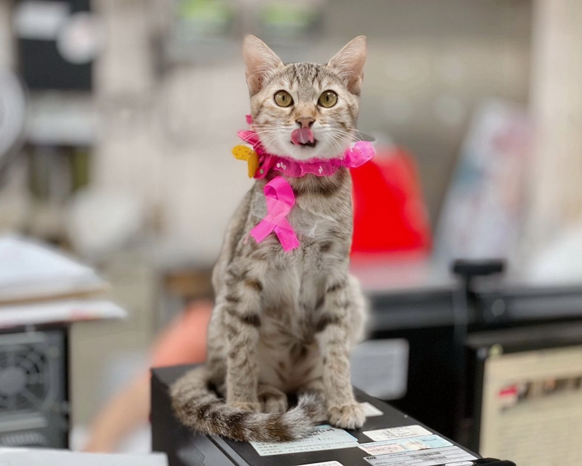 守護毛寶貝健康　新北動保犬貓絕育補助延長至11月