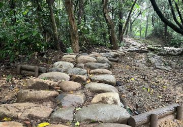 大棟山芒花海綻放！尋寶任務輕鬆走訪小百岳與百年車站