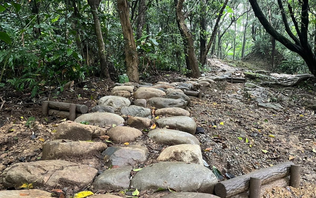 大棟山芒花海綻放!尋寶任務輕鬆走訪小百岳與百年車站