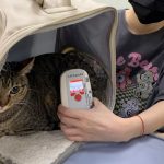 家貓登記緩衝期將屆滿　新北動保處籲飼主盡速完成植晶片