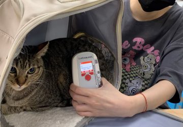 家貓登記緩衝期將屆滿　新北動保處籲飼主盡速完成植晶片