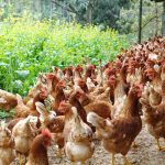 勤億蛋品打造「食品級工廠雞舍」　負壓水簾技術成食安新標準