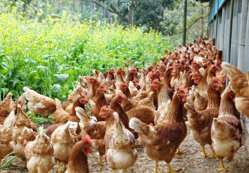 勤億蛋品打造「食品級工廠雞舍」　負壓水簾技術成食安新標準