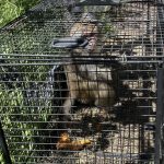 新北獼猴頻現民宅農地　動保處教你五大安全原則