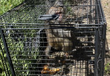 新北獼猴頻現民宅農地　動保處教你五大安全原則