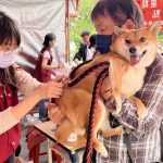 世界強化免疫日守護毛孩健康　獸醫傳授三大養護關鍵