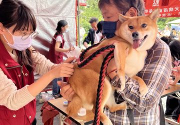 世界強化免疫日守護毛孩健康　獸醫傳授三大養護關鍵