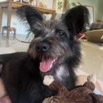 認養不再靠運氣　新北市政府動保處推訓犬課程助毛孩安定