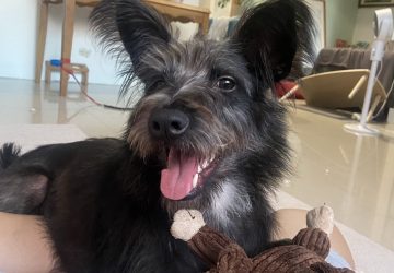 認養不再靠運氣　新北市政府動保處推訓犬課程助毛孩安定