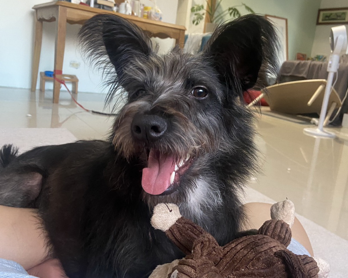 認養不再靠運氣　新北市政府動保處推訓犬課程助毛孩安定