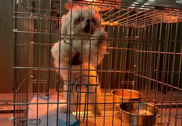 冷氣團來襲　新北動保處：動物之家啟動三段式防寒照護