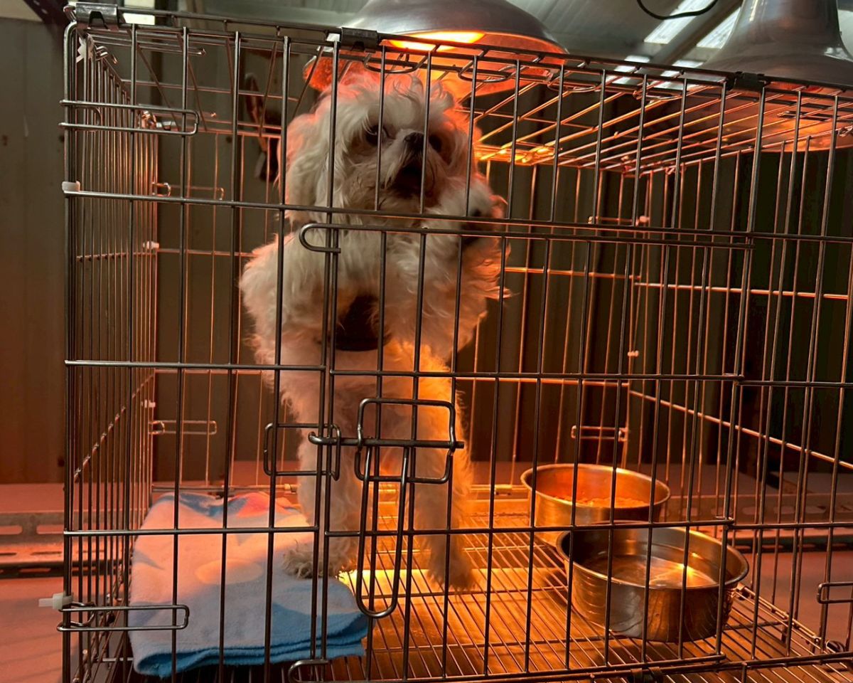 冷氣團來襲　新北動保處：動物之家啟動三段式防寒照護