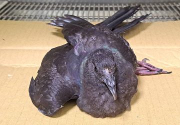誤闖倉儲受傷非烏鴉　罕見黑林鴿新北動保處救援野放