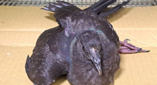 誤闖倉儲受傷非烏鴉　罕見黑林鴿新北動保處救援野放