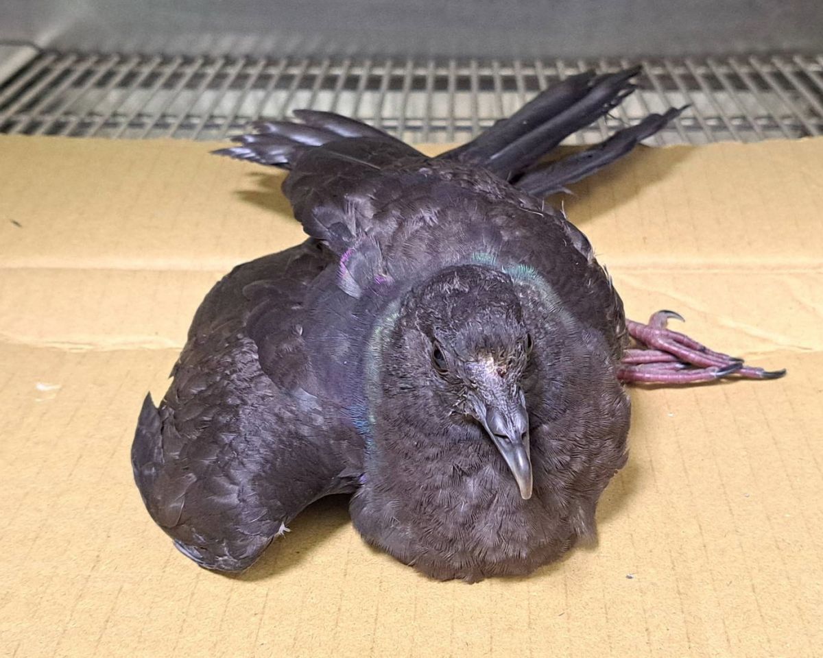 誤闖倉儲受傷非烏鴉　罕見黑林鴿新北動保處救援野放