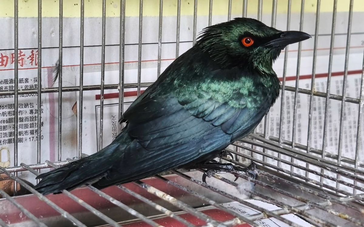 紅眼怪鳥闖陽台受困 新北動保處救援揭身分是亞洲輝椋鳥