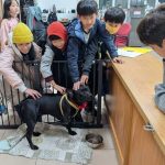 遭捕獸鋏截肢仍重生　新北：傷犬跨市成校犬傳遞生命教育