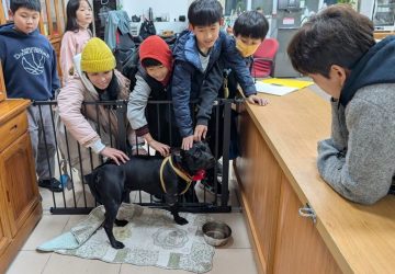 遭捕獸鋏截肢仍重生　新北：傷犬跨市成校犬傳遞生命教育