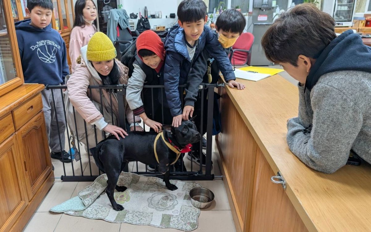 遭捕獸鋏截肢仍重生　新北：傷犬跨市成校犬傳遞生命教育