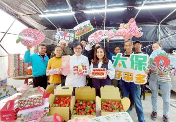 太保市草莓季甜蜜登場　7大串聯採摘地圖、限定提盒吸睛