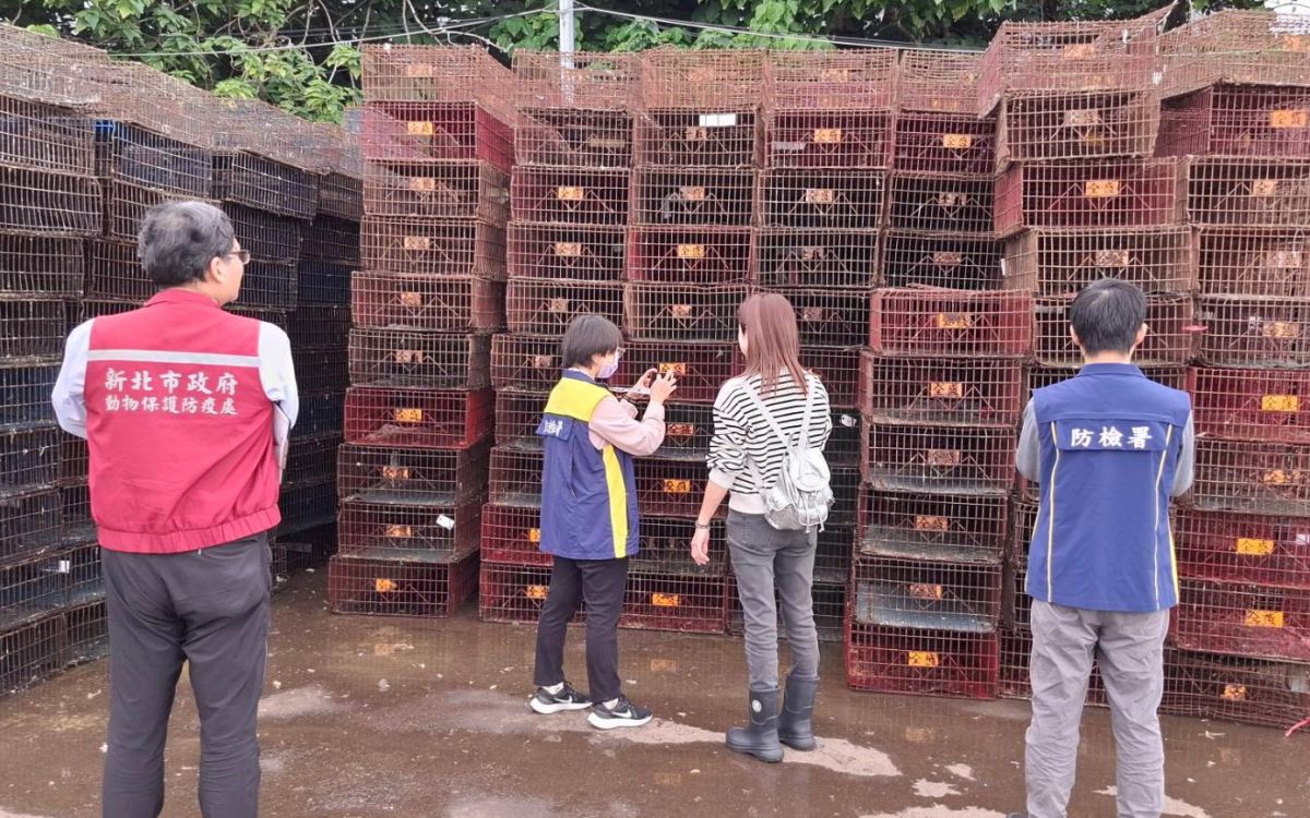防堵禽流感跨境入侵　新北動保處突擊查核禽場守食安