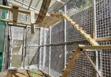 動保五安全國領先　新北打造全安動保-fun-城市