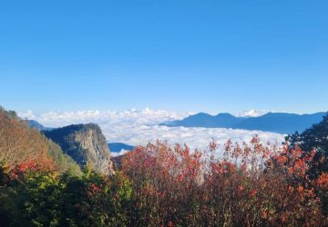 林保署推出「阿里山×高鐵國旅聯票」　春遊嘉義最「馬」吉