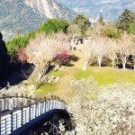 祕境化身賞櫻聖地！「寒溪呢人文叡地」福爾摩沙白櫻、緋寒櫻盛開