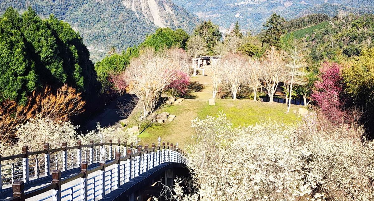 祕境化身賞櫻聖地！「寒溪呢人文叡地」福爾摩沙白櫻、緋寒櫻盛開