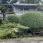 低碳踏青！新春搭臺鐵遊花東　秘境小站走春趣