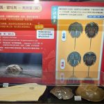 海洋科技博物館馬年推海馬微特展　走春闖關拿好禮