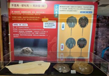 海洋科技博物館馬年推海馬微特展　走春闖關拿好禮