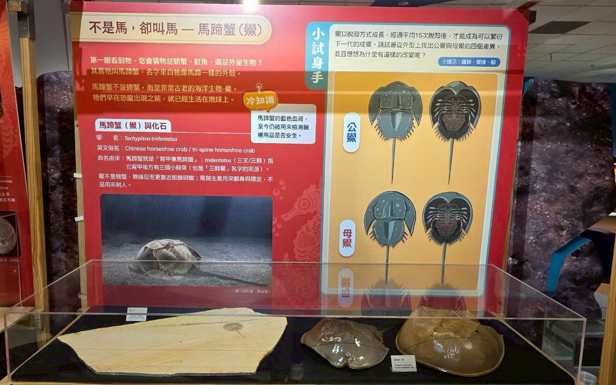 海洋科技博物館馬年推海馬微特展 走春闖關拿好禮