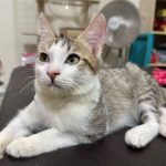 虎斑白貓車禍重傷獲救　動保處醫療照護助牠找到幸福家