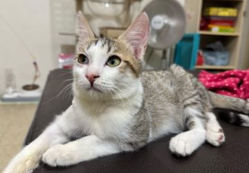 虎斑白貓車禍重傷獲救　動保處醫療照護助牠找到幸福家