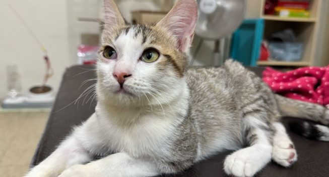 虎斑白貓車禍重傷獲救　動保處醫療照護助牠找到幸福家