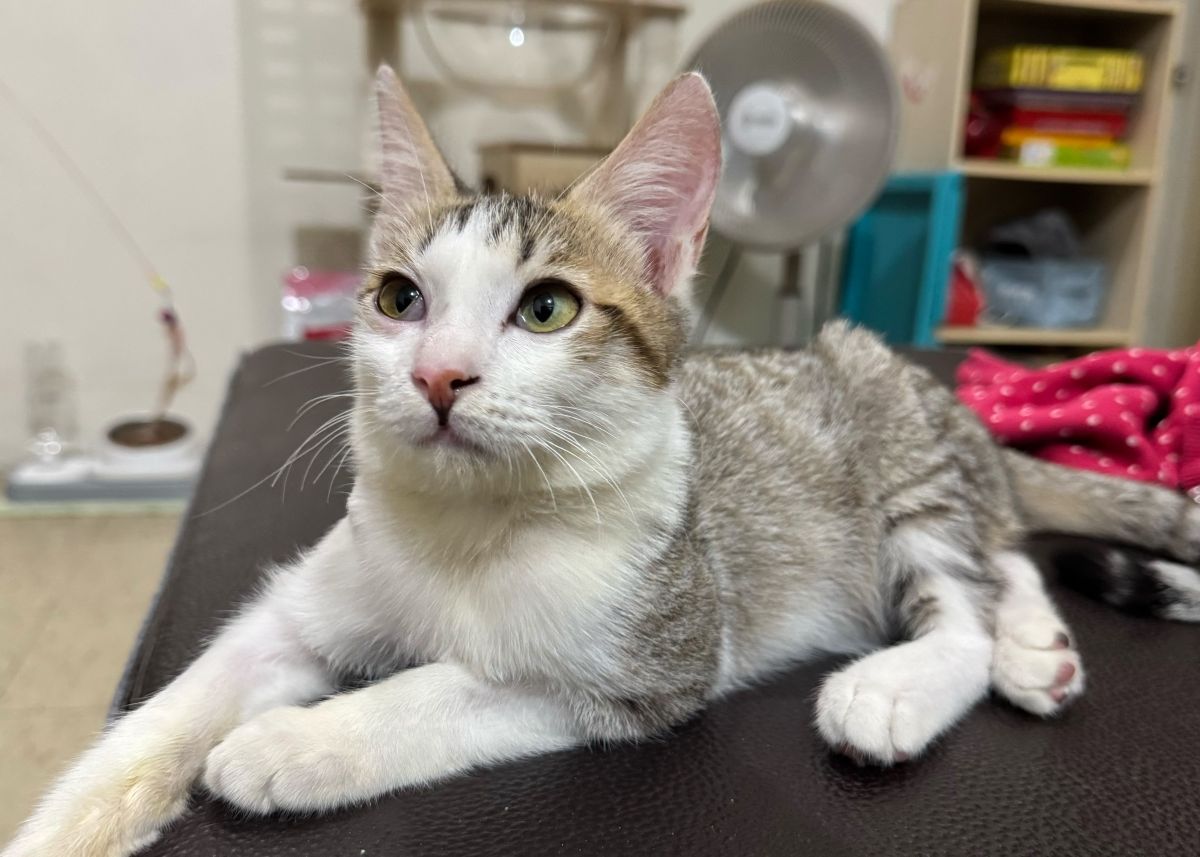 虎斑白貓車禍重傷獲救　動保處醫療照護助牠找到幸福家