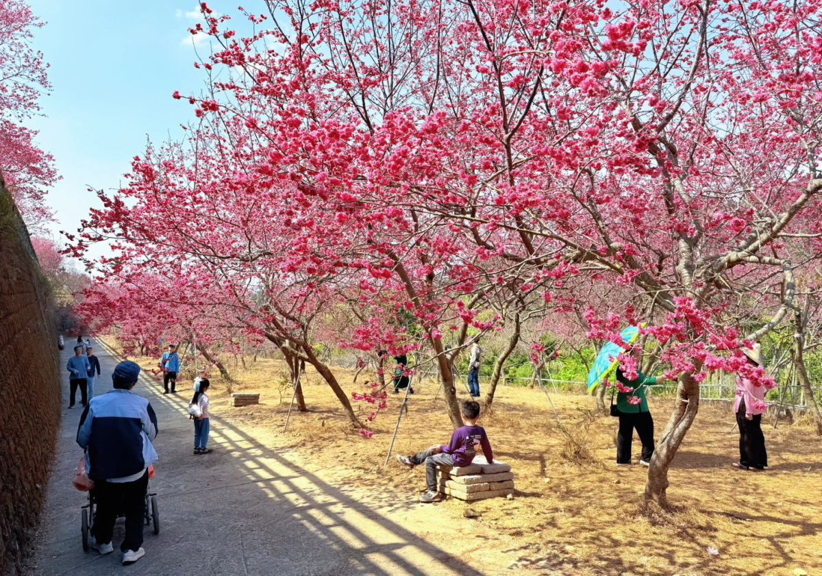 嘉義半天岩櫻花盛開迎春潮　番路鄉農會「飲冰柿茶集」買氣強強滾