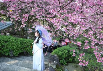 淡水三芝賞花正夯　觀旅局推粉紅花海療癒一日行攻略