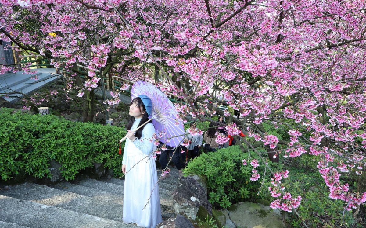 淡水三芝賞花正夯 觀旅局推粉紅花海療癒一日行攻略