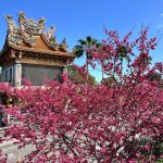林口竹林山觀音寺櫻花盛放　賞花祈福正當時